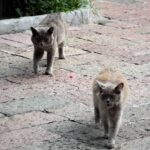 Ancira podría obtener criterio de oportunidad