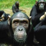 Gas Bienestar podría comercializar gas natural: AMLO