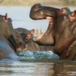 Hallan cofre de Piedra en Templo mayor con 15 esculturas