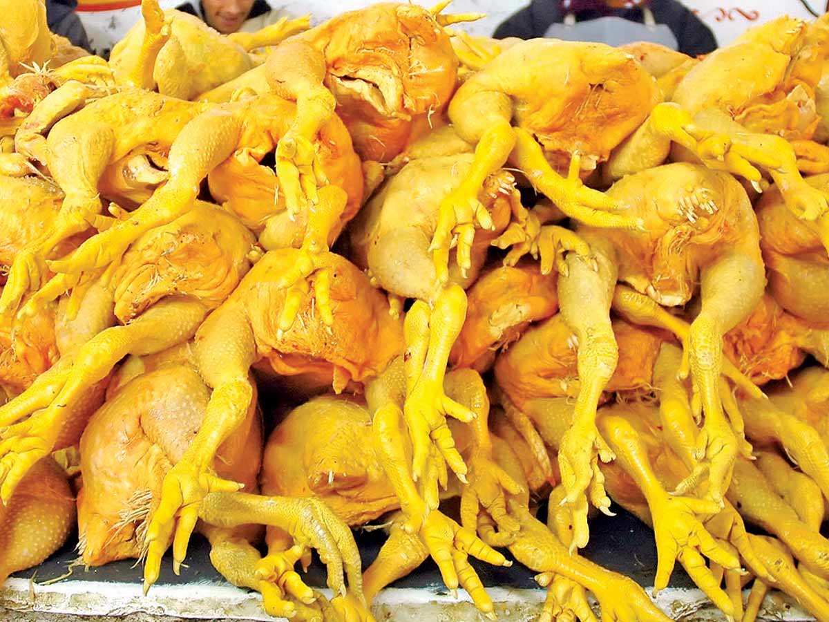 "Frontera en alerta: México cierra puertas a carne de aves estadounidenses luego de detectar riesgo sanitario"